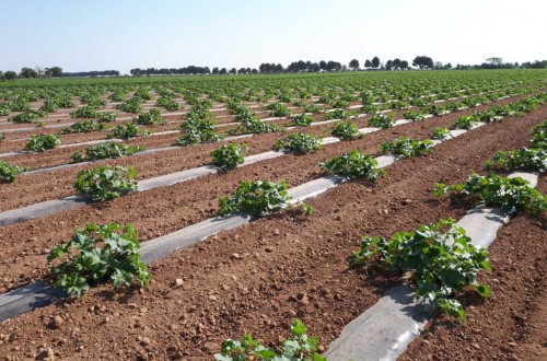 La Interprofesional de melón y sandía de Castilla-La Mancha pide una planificación de siembra adecuada