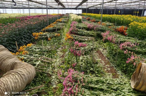 Asociaflor-Andalucía estima pérdidas de 270 M€ en el sector de la flores y plantas