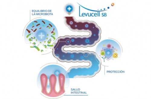 Lallemand propone Levucell SB para mejorar el rendimiento de las cerdas hiperprolíficas