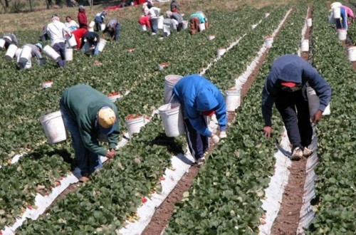 EPA: ocupación y paro descendieron en la actividad Agricultura en el primer trimestre de 2020