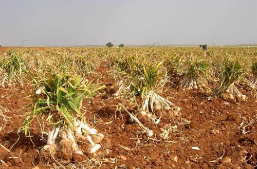 Productores de ajo consideran insuficientes las medidas para paliar la falta de mano de obra