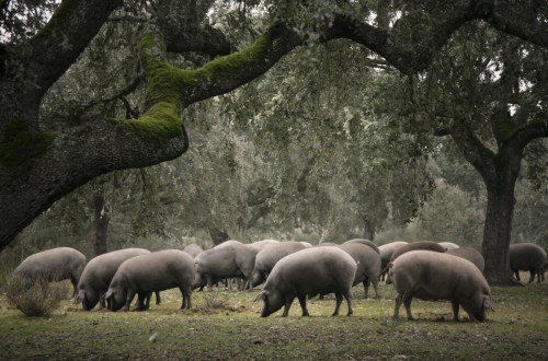 Covid-19: alertan sobre la situación límite en el sector del cerdo Ibérico