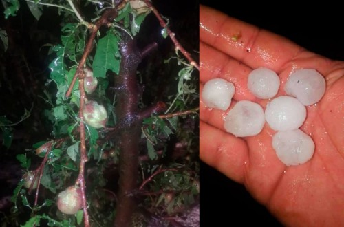 Daños en el regadío extremeño por el granizo y la lluvia