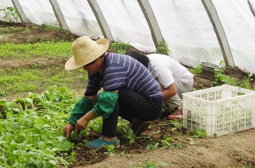 Covid-19: La actividad agraria resiste a la drástica caída de empleo y cotizantes en abril