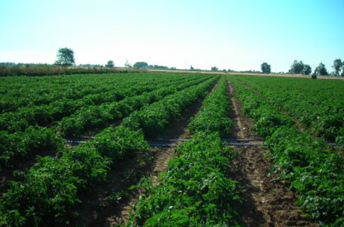 Ensayos con Kiplant AllGrip muestran incrementos de producción de más del 12% en tomate