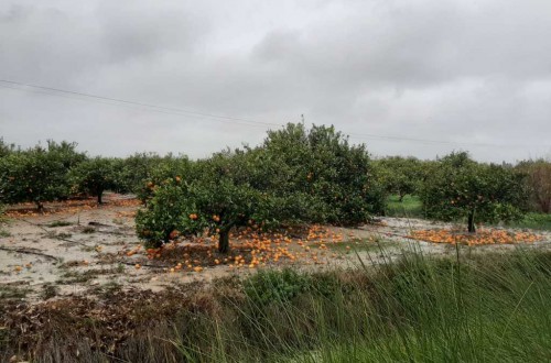 Seguros agrarios: la campaña citrícola ya acumula casi 52 M€ en indemnizaciones