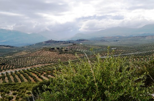 Aceite de Jaén, primera IGP de aceite de oliva virgen extra reconocida en España