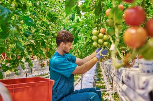 La Agricultura española, más allá del coronavirus. Por Eduardo Moyano Estrada (IESA-CSIC)