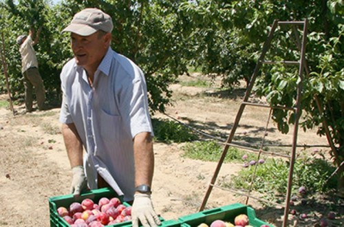 España liderará de nuevo la producción europea de fruta de hueso en la campaña 2020/21