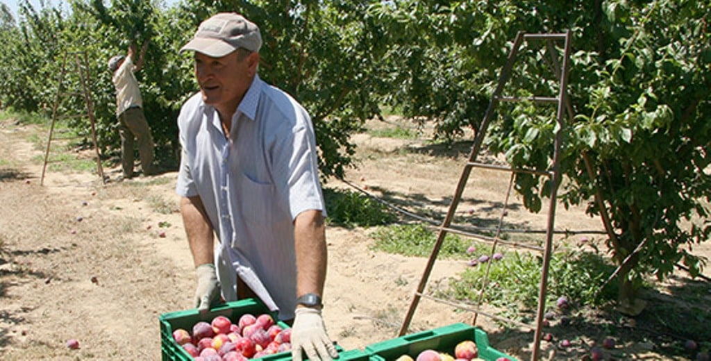 España liderará de nuevo la producción europea de fruta de hueso en la campaña 2020/21