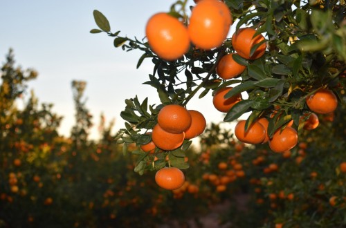 Constituida la asociación de productores de la variedad de mandarina Spring Sunshine