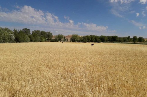 Los precios percibidos por agricultores y ganaderos bajaron una media del 4,2% durante 2019