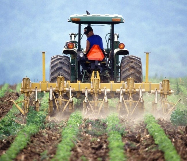 Otros 2.100 beneficiarios de la ayuda extraordinaria por 4,5 millones, productores de cultivo de secano, arroz y tomate de industria