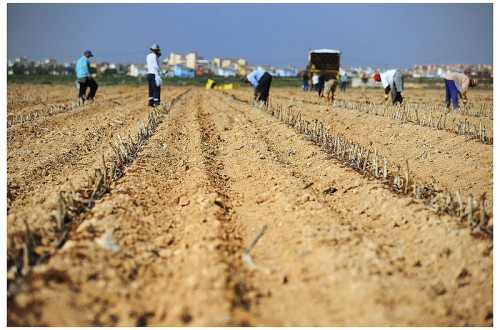 Breves apuntes sobre el trabajo de los asalariados agrícolas*. Por Eduardo Moyano Estrada