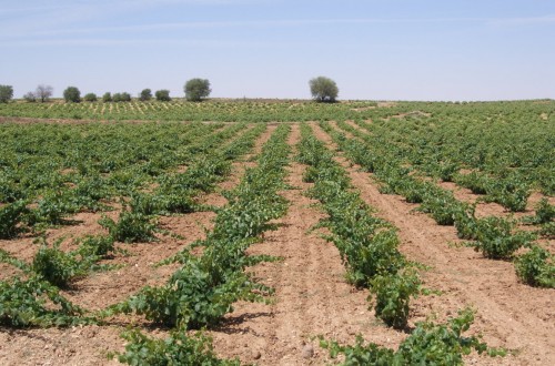 El PE da luz verde a solo parte de las ayudas a los sectores hortofrutícola y vitivinícola