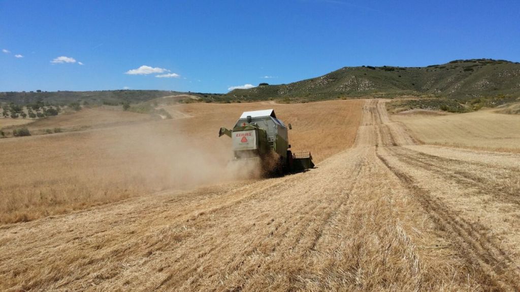 ASAJA enfría expectativas de cosecha nacional de cereales y las rebaja a 22,6 Mt en 2020/21