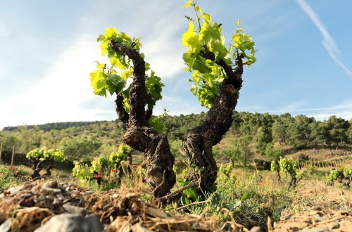 Bruselas flexibiliza más las medidas a favor del vino y de las OP hortofrutícolas, pero sin aportar dinero “fresco”