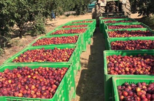 La exportación hortofrutícola crece un 13,5% en abril y cae un 2% en volumen