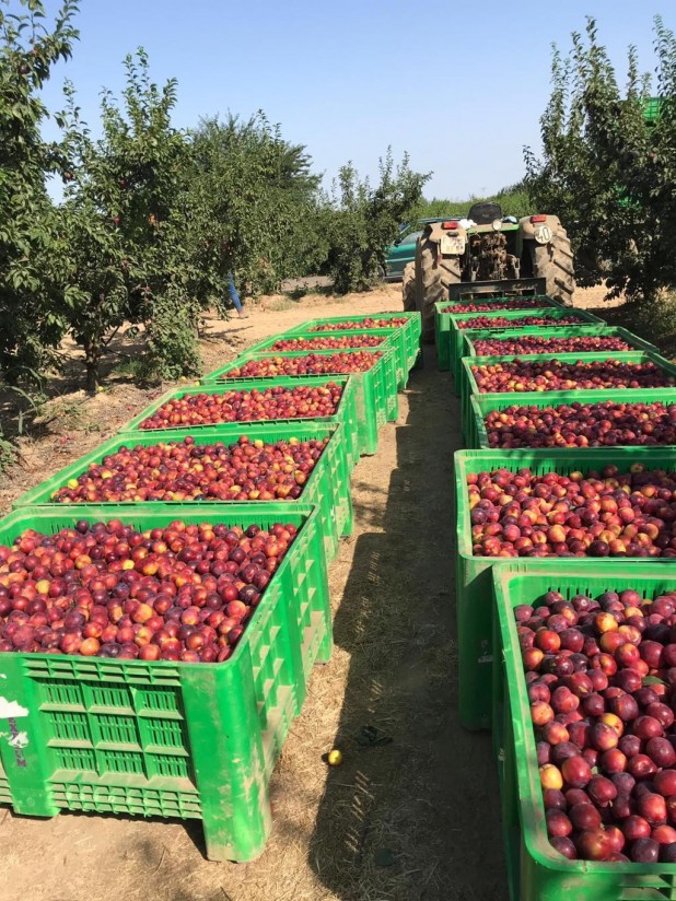 La exportación hortofrutícola crece un 13,5% en abril y cae un 2% en volumen