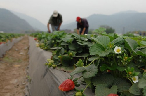 Covid-19: La ONU pide aclaraciones al Gobierno sobre la desprotección total de temporeros agrícolas migrantes