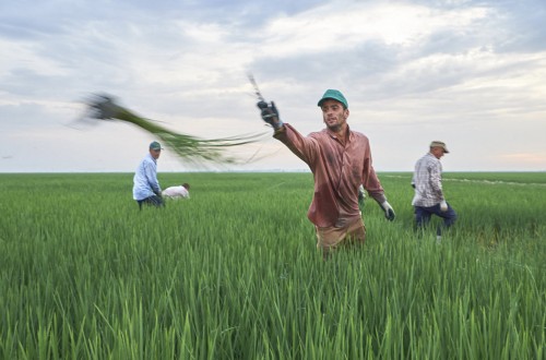 El sector agrario, uno de los más valorados en la pandemia