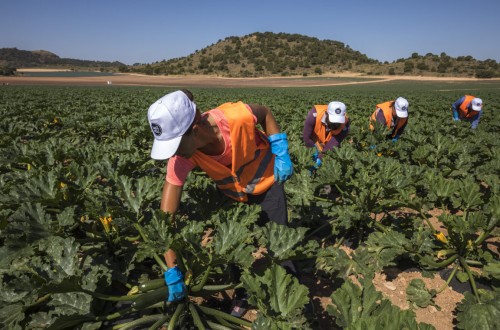 El paro de trabajadores por cuenta ajena en Agricultura subió con fuerza durante junio