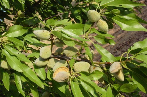 La producción nacional de almendra grano podría llegar a 96.000 t en la campaña 2020/21