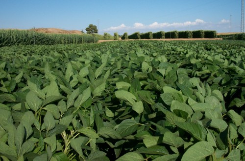 Producción de soja como alternativa a los cultivos extensivos tradicionales de regadío