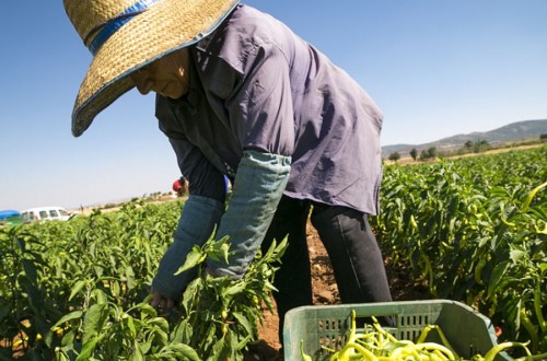 Agricultura fue el único sector de actividad económica que redujo el paro en agosto