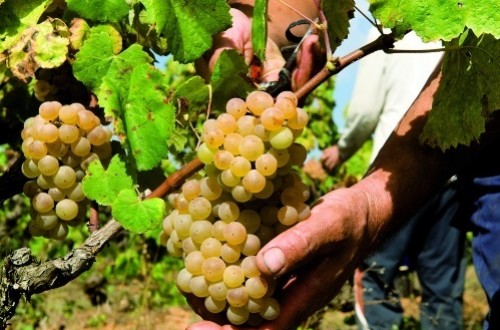 Los viticultores reclaman que las bodegas no fijen precios de la uva por debajo de los costes de producción