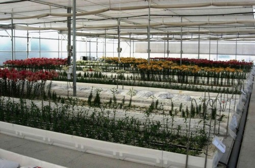 Impulso a la presencia internacional del sector de plantas y flores