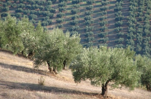 La campaña oleícola 2019/20 acabará con un stock inferior a las 500.000 t de aceite de oliva