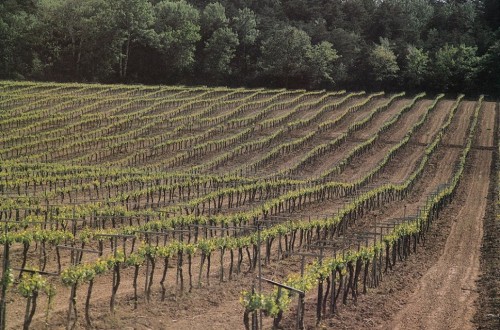 Las DD.OO. vitivinícolas piden que la futura PAC siga limitando las plantaciones de viñedo más allá de 2030