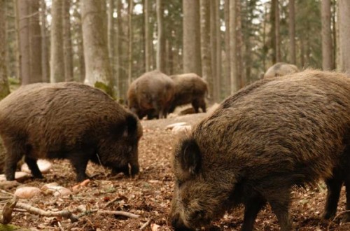 Alemania supera ya la treintena de focos de PPA en jabalíes silvestres en la región de Brandemburgo