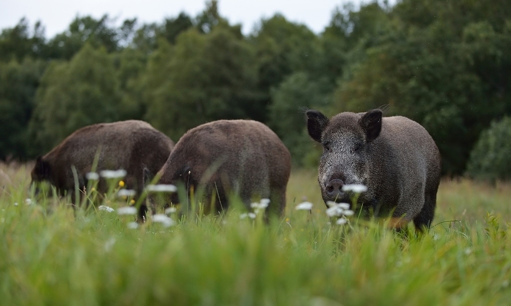 La Peste Porcina Africana (PPA) entra a través de un jabalí en suelo alemán