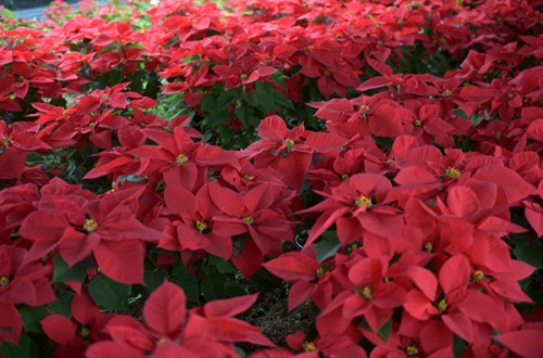 El sector de la flor cortada y las plantas ornamentales tendrá ayudas de 10,4 M€