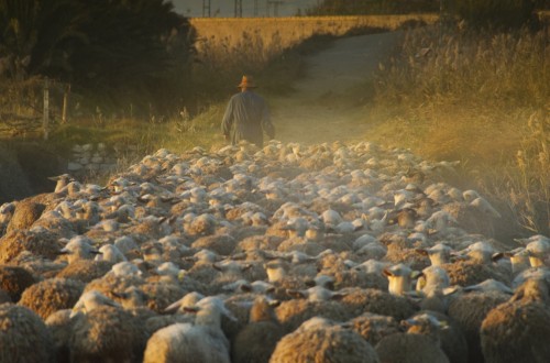 Reforma PAC: la gestión de los ecoesquemas preocupa a las organizaciones agrarias