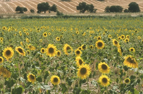 La superficie de cultivo de girasol en Córdoba cae un 7,5% en esta campaña, según Asaja