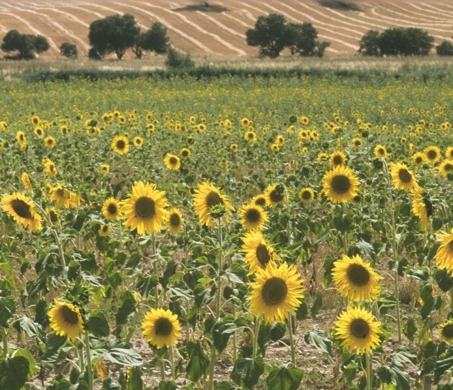 La superficie de cultivo de girasol en Córdoba cae un 7,5% en esta campaña, según Asaja