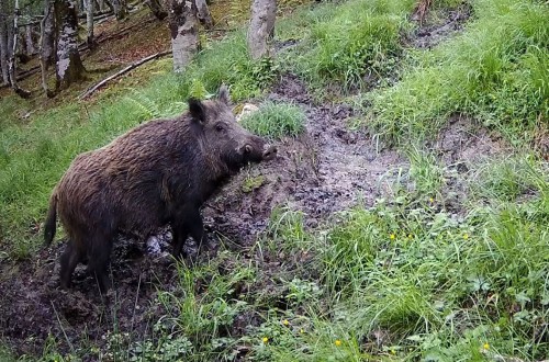 Alemania adopta medidas más estrictas de control ante los nuevos focos de Peste Porcina Africana