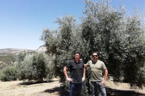Bernardo Sánchez confía la nutrición de sus olivares a YaraRega