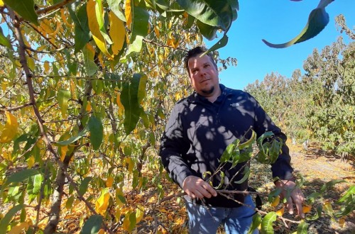 «Los fruticultores leridanos cumplimos la normativa laboral», por Sergi Balué