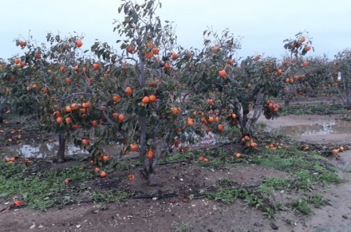 Vía libre al 42º Plan de Seguros Agrarios, con un presupuesto de 256,5 M€ para 2021