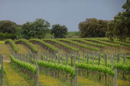 El MAPA plantea limitar a solo 945 ha las autorizaciones de nueva plantación de viñedo en 2021