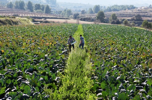 Bruselas destinará 182,9 M€ a promoción agroalimentaria en 2021 con el foco en la agricultura sostenible