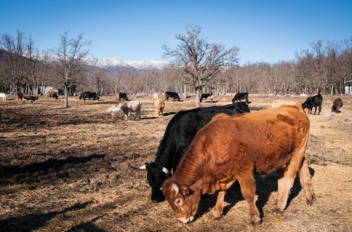 Los ministros de Agricultura demandan a la CE una propuesta comunitaria de etiquetado de bienestar animal