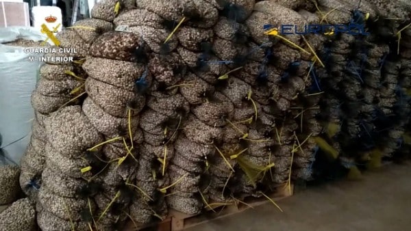 Destapada trama empresarial que vendía falsos pistachos ecológicos en España y Francia