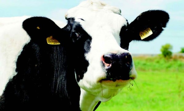 Sostenibilidad en explotaciones ganaderas de vacuno de leche
