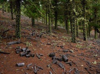 El Parlamento Europeo aprueba la prórroga de un año en la aplicación de la ley sobre deforestación