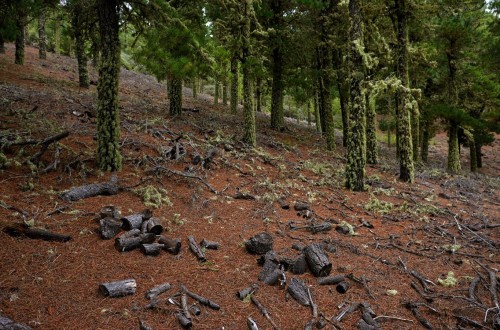 El Parlamento Europeo aprueba la prórroga de un año en la aplicación de la ley sobre deforestación